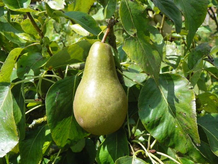 Pyrus communis image
