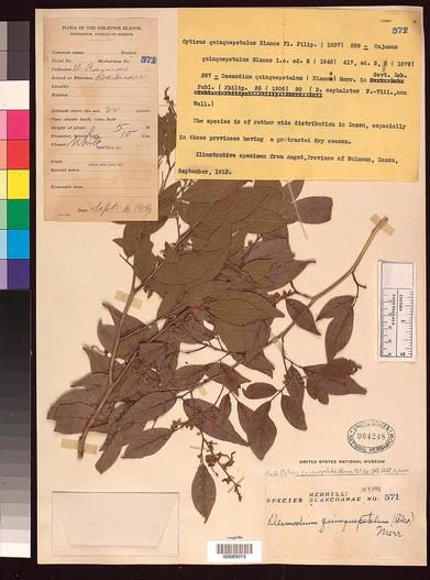 Dendrolobium quinquepetalum image