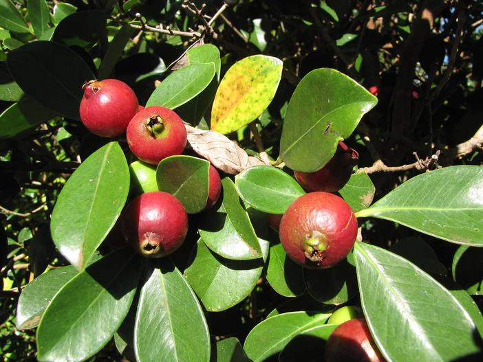 Psidium cattleianum image