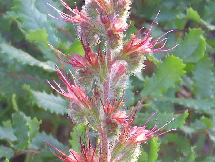 Echium flavum image