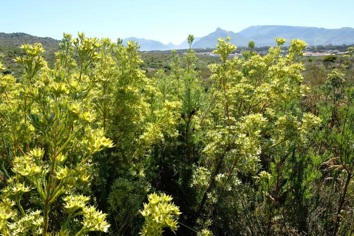 Leucadendron floridum image
