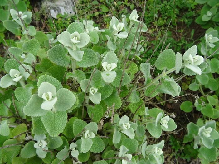 Ballota pseudodictamnus image