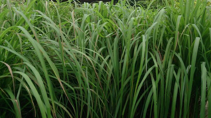 Cymbopogon nardus image