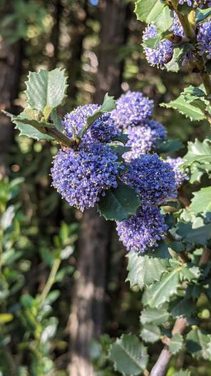 Ceanothus gloriosus var. exaltatus image