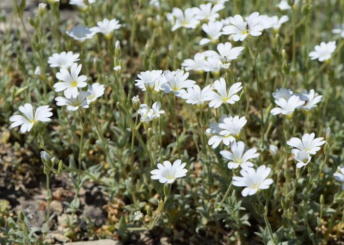 Cerastium gibraltaricum image