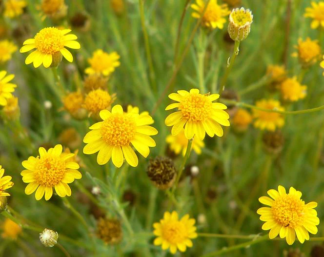 Thymophylla pentachaeta var. belenidium image