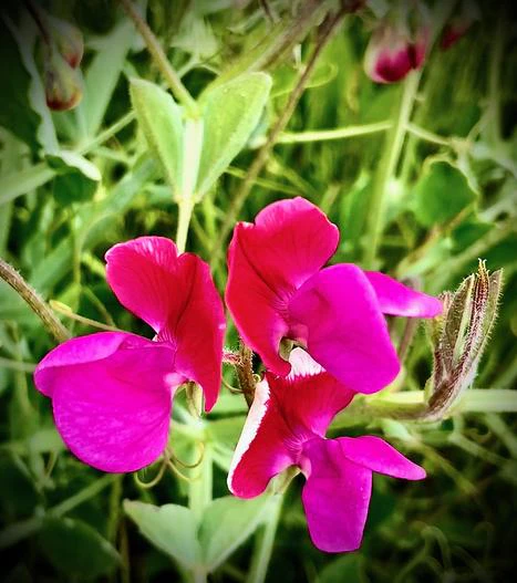 Vicia sativa subsp. nigra image