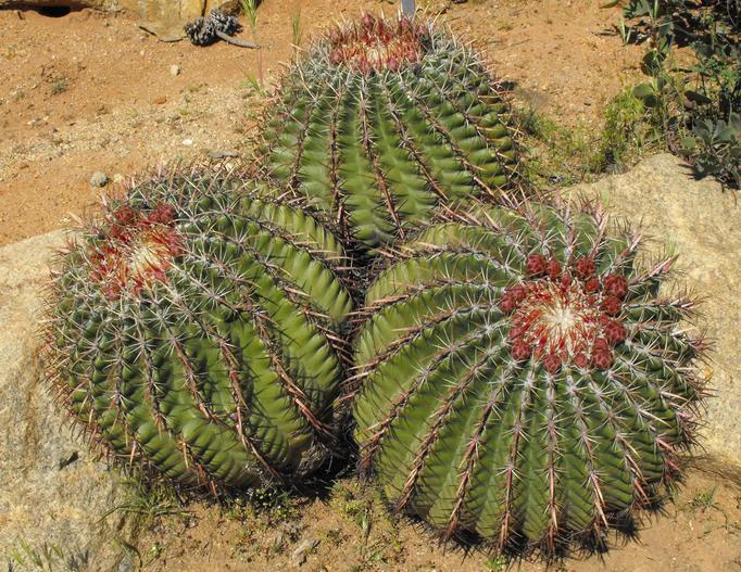 Ferocactus viridescens image