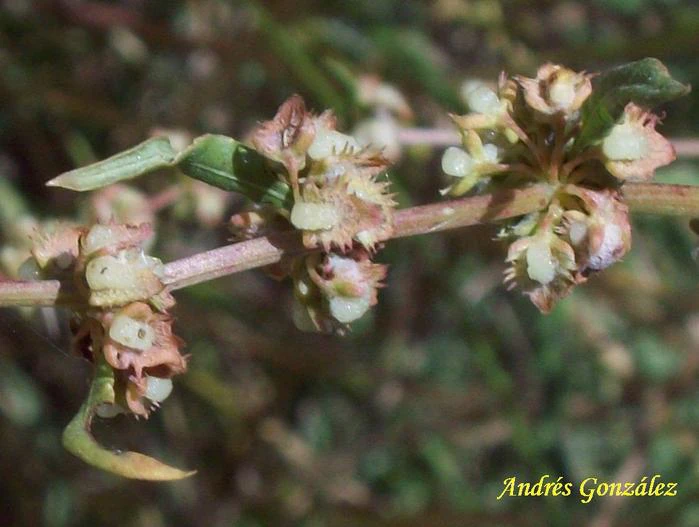 Rumex obtusifolius subsp. sylvestris image