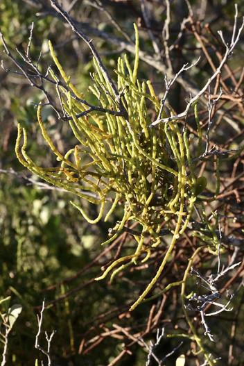 Viscum triflorum image