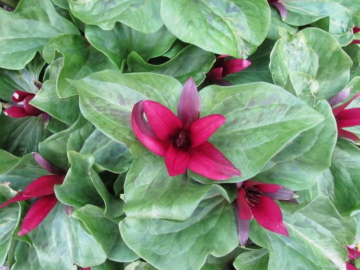 Trillium chloropetalum var. giganteum image