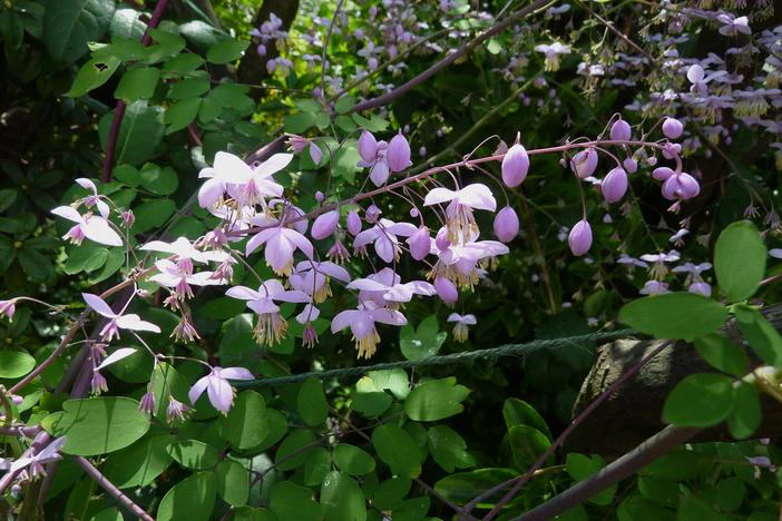Thalictrum delavayi image