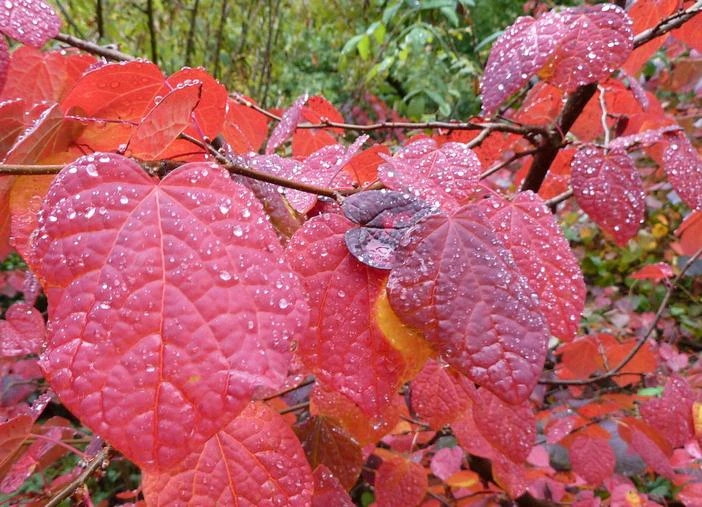 Disanthus cercidifolius image