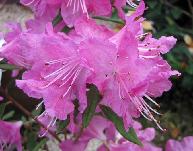 Rhododendron yedoense f. poukhanense image