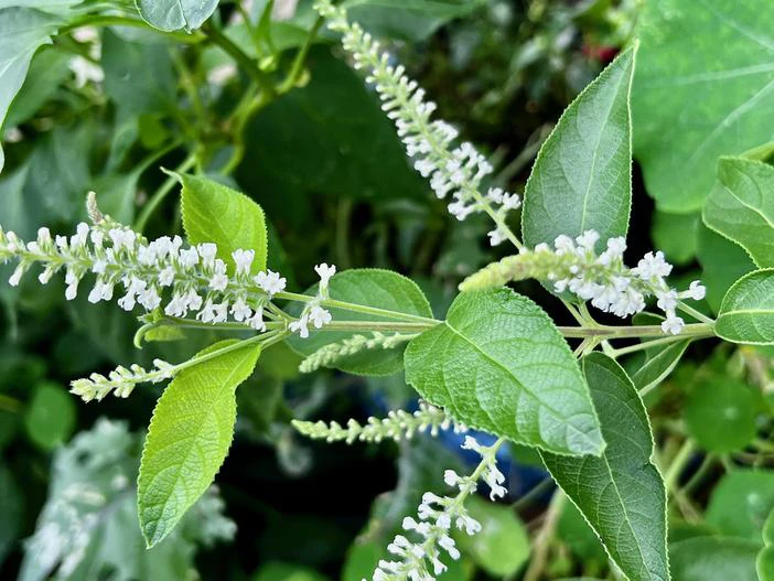 Aloysia virgata image
