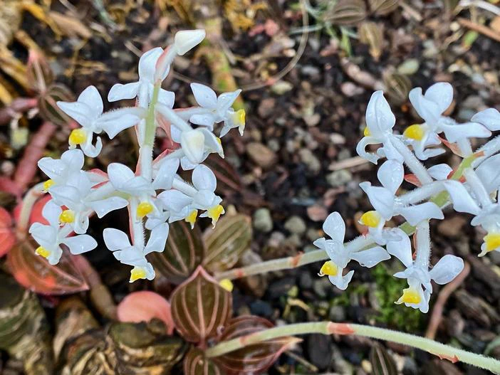 Ludisia discolor image