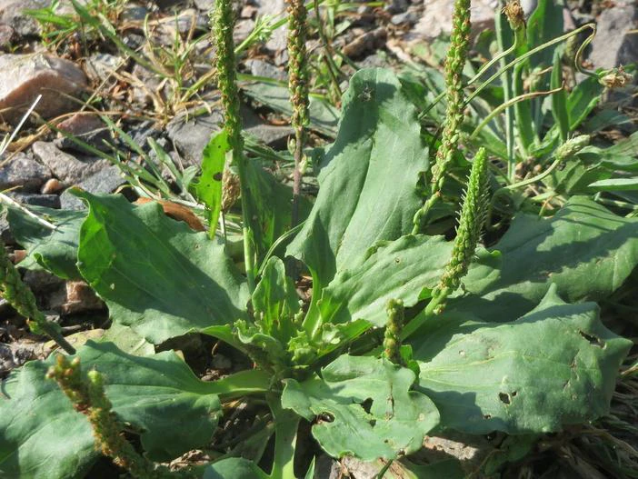 Plantago major image