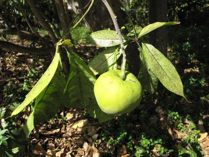 Casimiroa edulis image