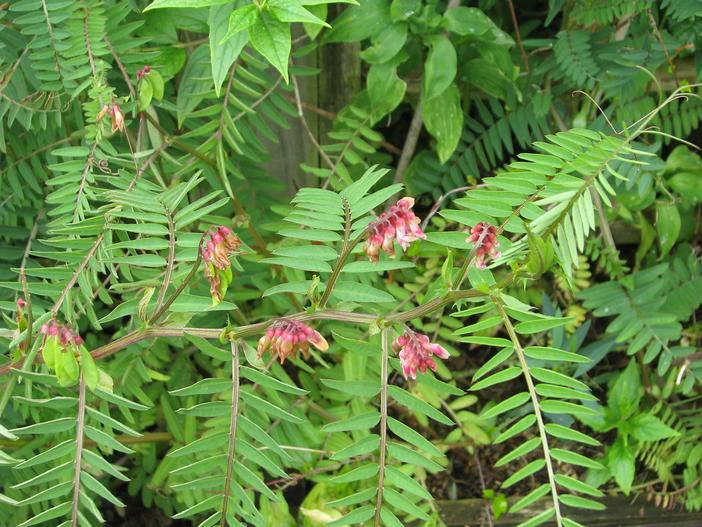 Vicia gigantea image