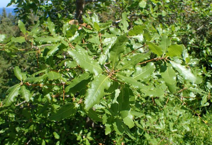 Quercus infectoria subsp. veneris image