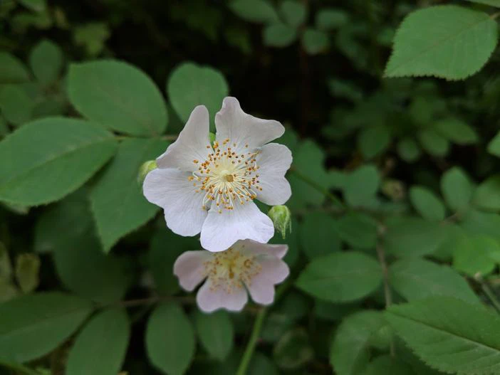 Rosa multiflora var. cathayensis image