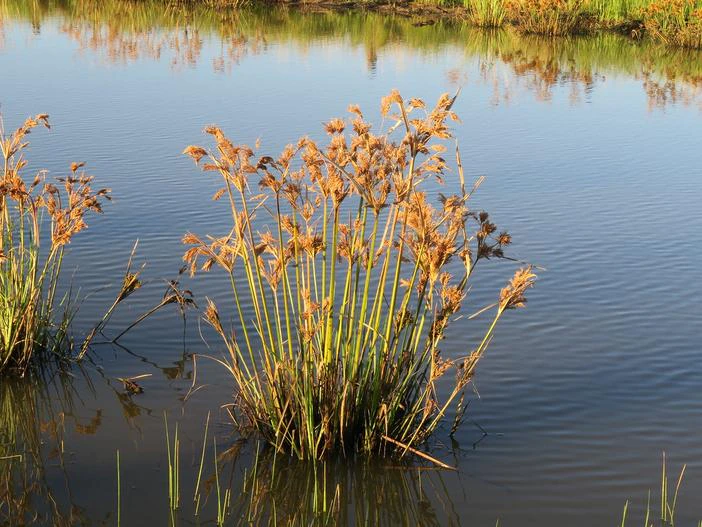 Cyperus exaltatus image