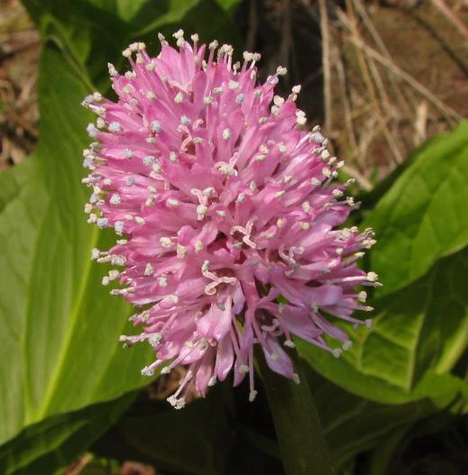Helonias bullata image