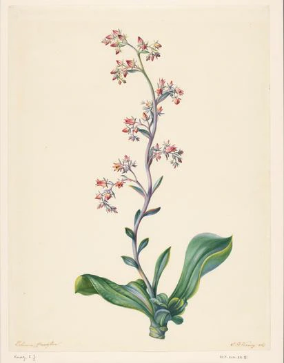 Echeveria grandiflora image