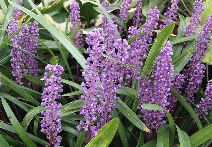 Liriope muscari image