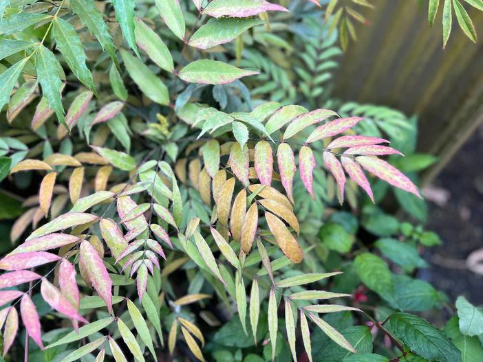 Mahonia eurybracteata image