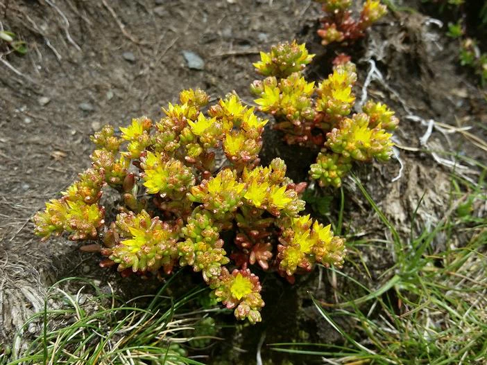 Sedum annuum image