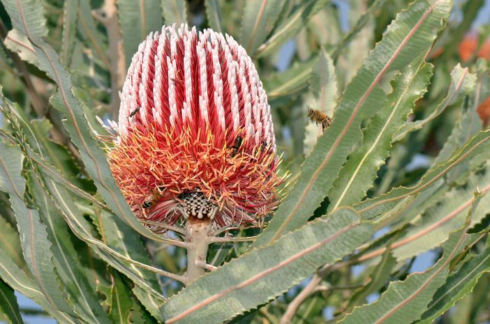 Banksia menziesii image