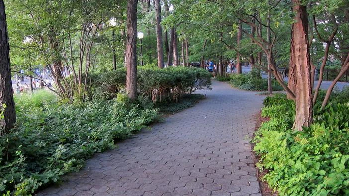 Ilex amelanchier image