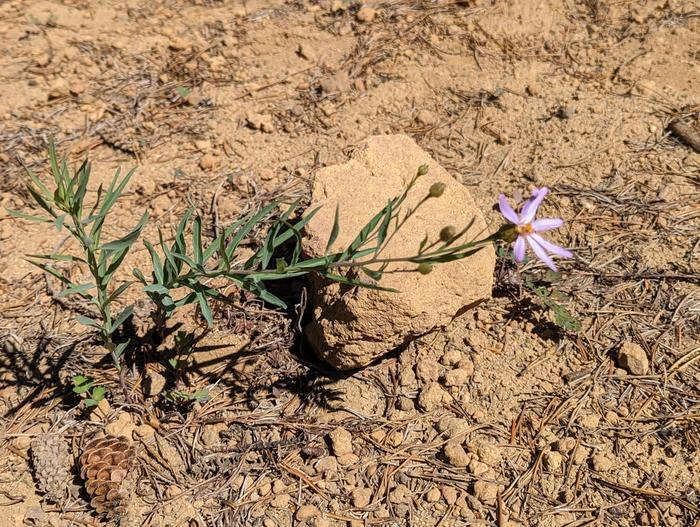 Eucephalus glaucescens image