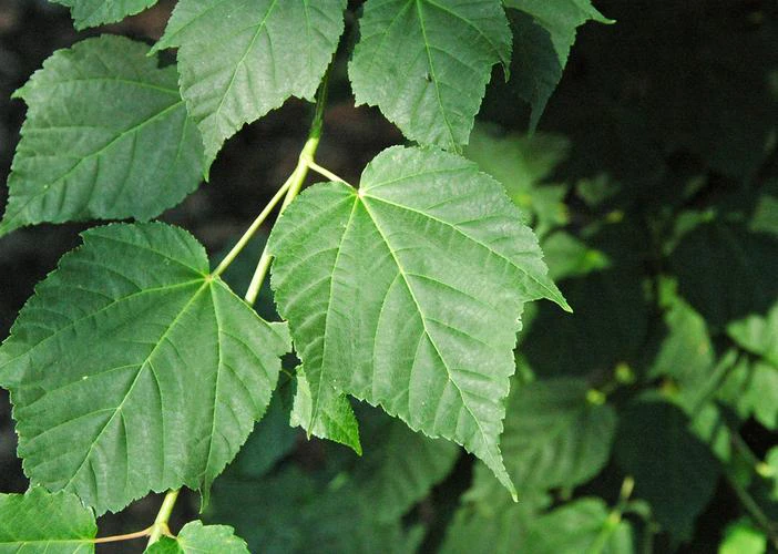 Acer davidii image