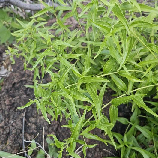 Koanophyllon solidaginifolium image