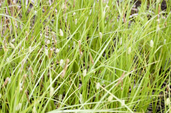 Carex tetanica image