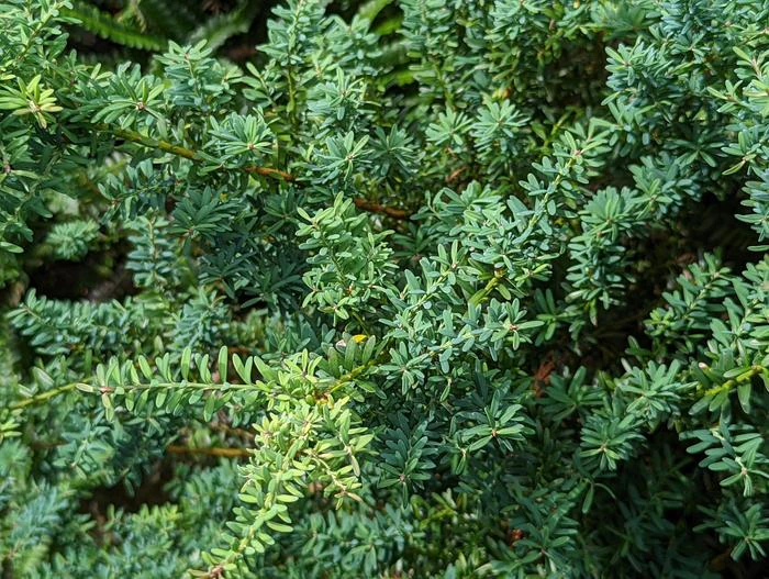 Podocarpus lawrencei image