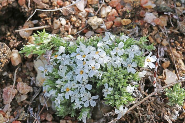 Phlox hoodii subsp. muscoides image