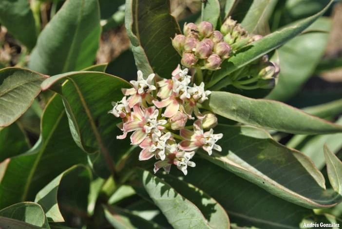 Asclepias mellodora image
