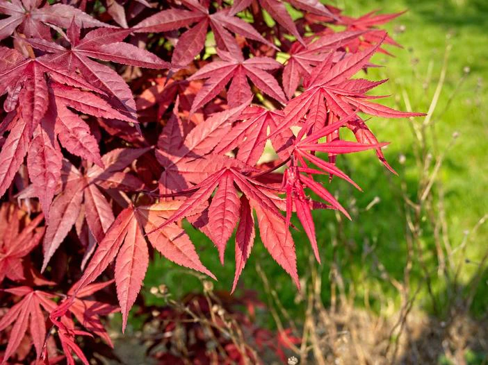 Acer palmatum var. amoenum image