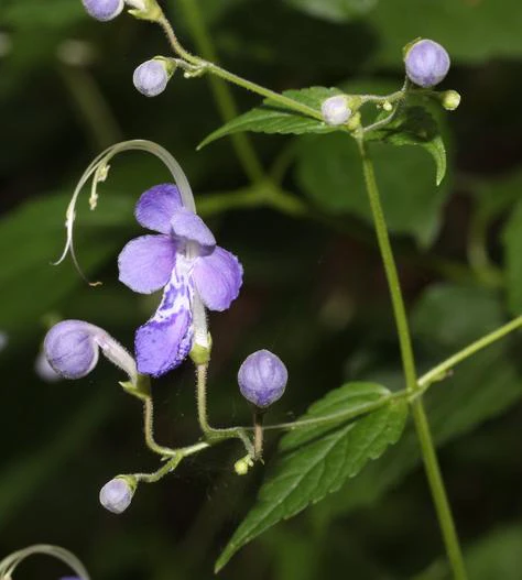 Tripora divaricata image