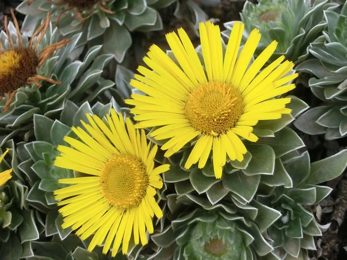 Asteriscus sericeus image