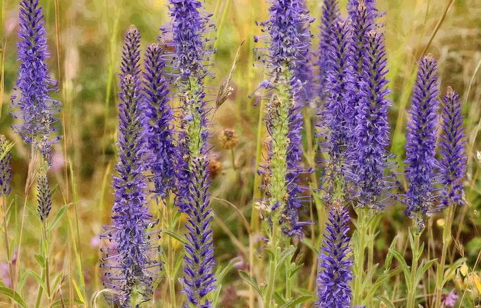 Veronica spicata image