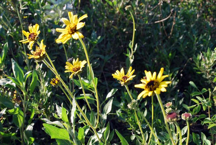 Encelia californica image
