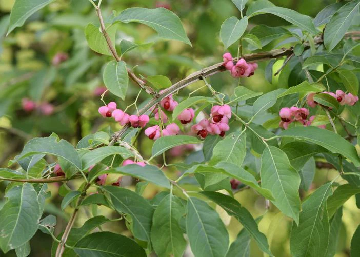 Euonymus phellomanus image