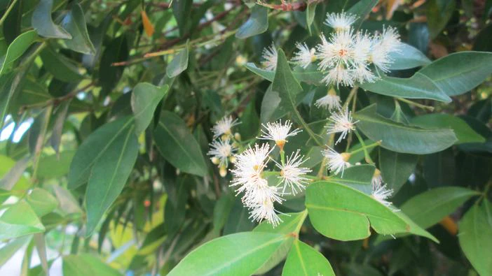 Syzygium myrtifolium image