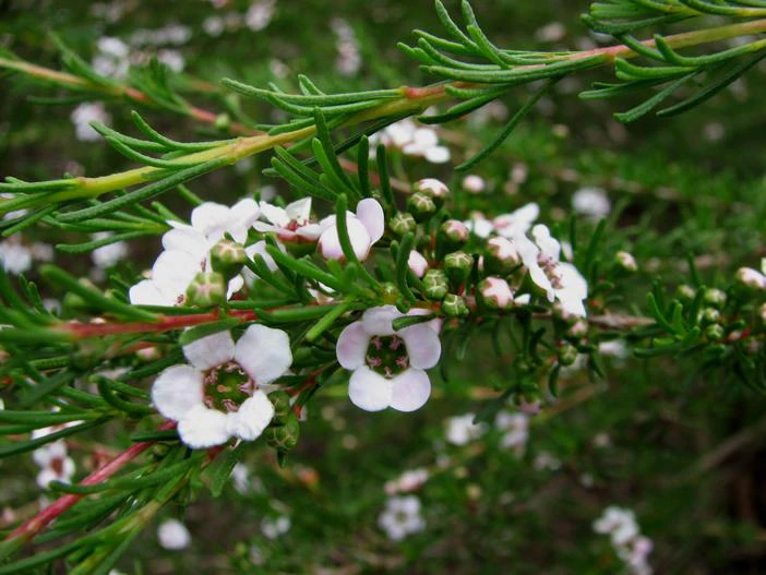 Astartea fascicularis image