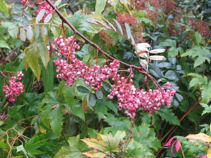 Sorbus hupehensis image