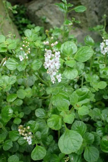 Plectranthus strigosus image